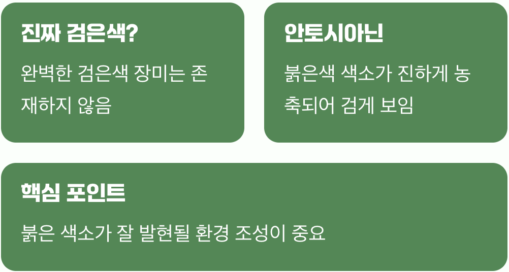 흑장미의 진실, 진짜 검은색일까?