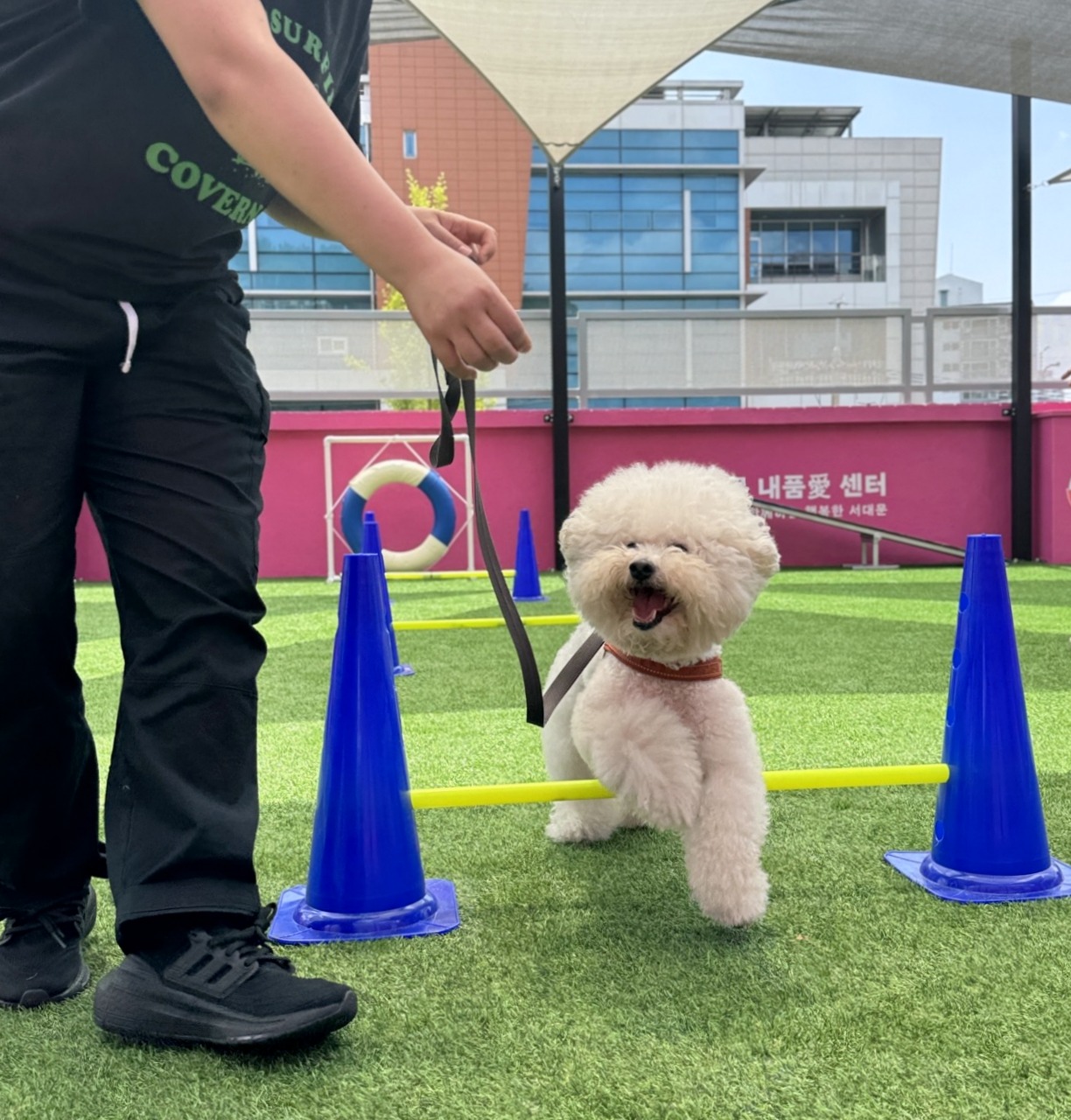 서대문구 내품애센터, 설 연휴 반려견 돌봄쉼터 운영! [신청 이용 방법 기간 강아지 애견 위탁]