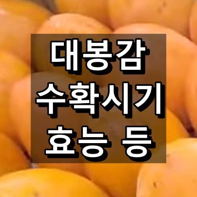 대봉감 수확시기와 효능 대표 이미지