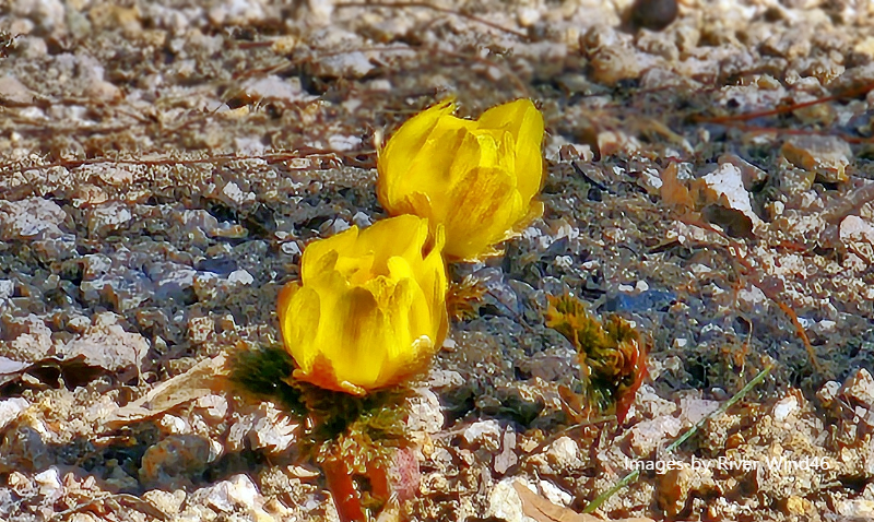 복수초(福壽草),측금잔화(側金盞花),설연화(雪蓮花)