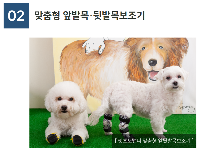 생방송투데이 반려동물 재활 보조기구 슬개골 척추 경추 발목 휠체어 고관절 성공인 동물재활공학사 펫츠오앤피 정보