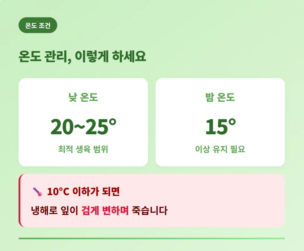 "바질 생육에 적합한 최적 온도 및 냉해 주의사항 정보"