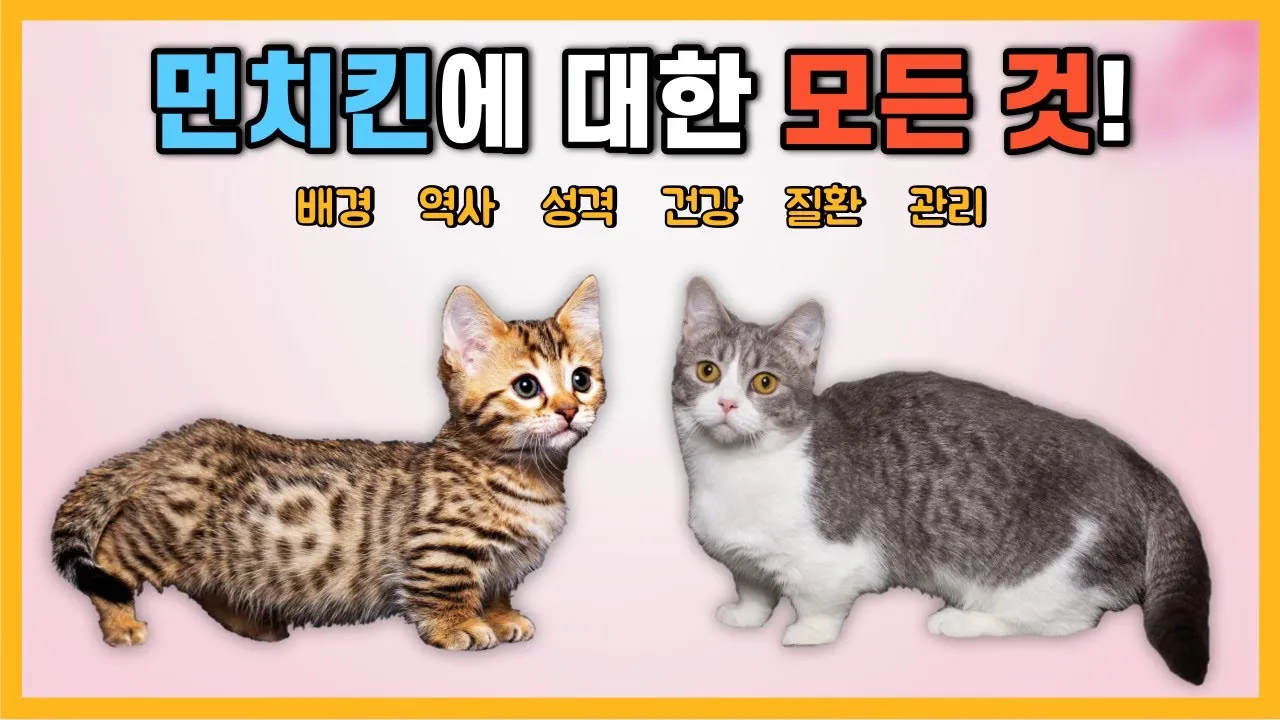 먼치킨 고양이 유전병_6