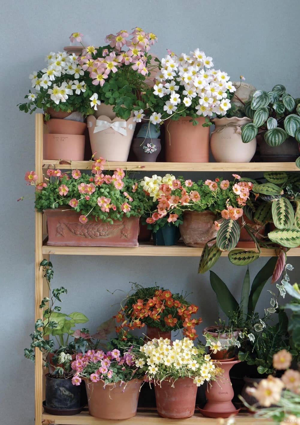 식물의 수면 리듬 – '잠자는 잎'을 따라 마음을 정리하는 밤