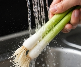 김장 쪽파 심는 시기