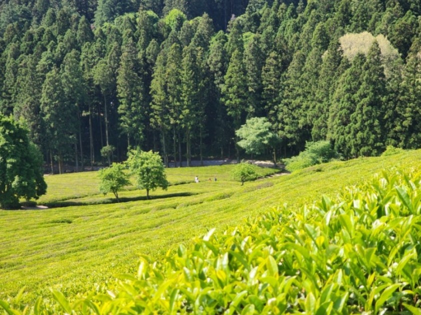 40대 혼자 떠나는 힐링 국내 여행지 7곳-대한다원