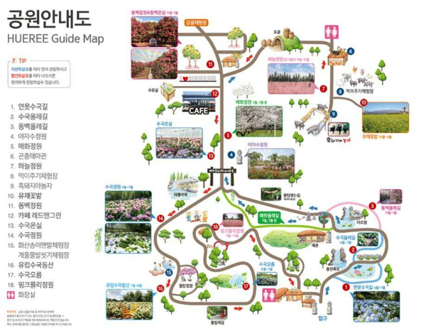 휴애리핑크뮬리축제