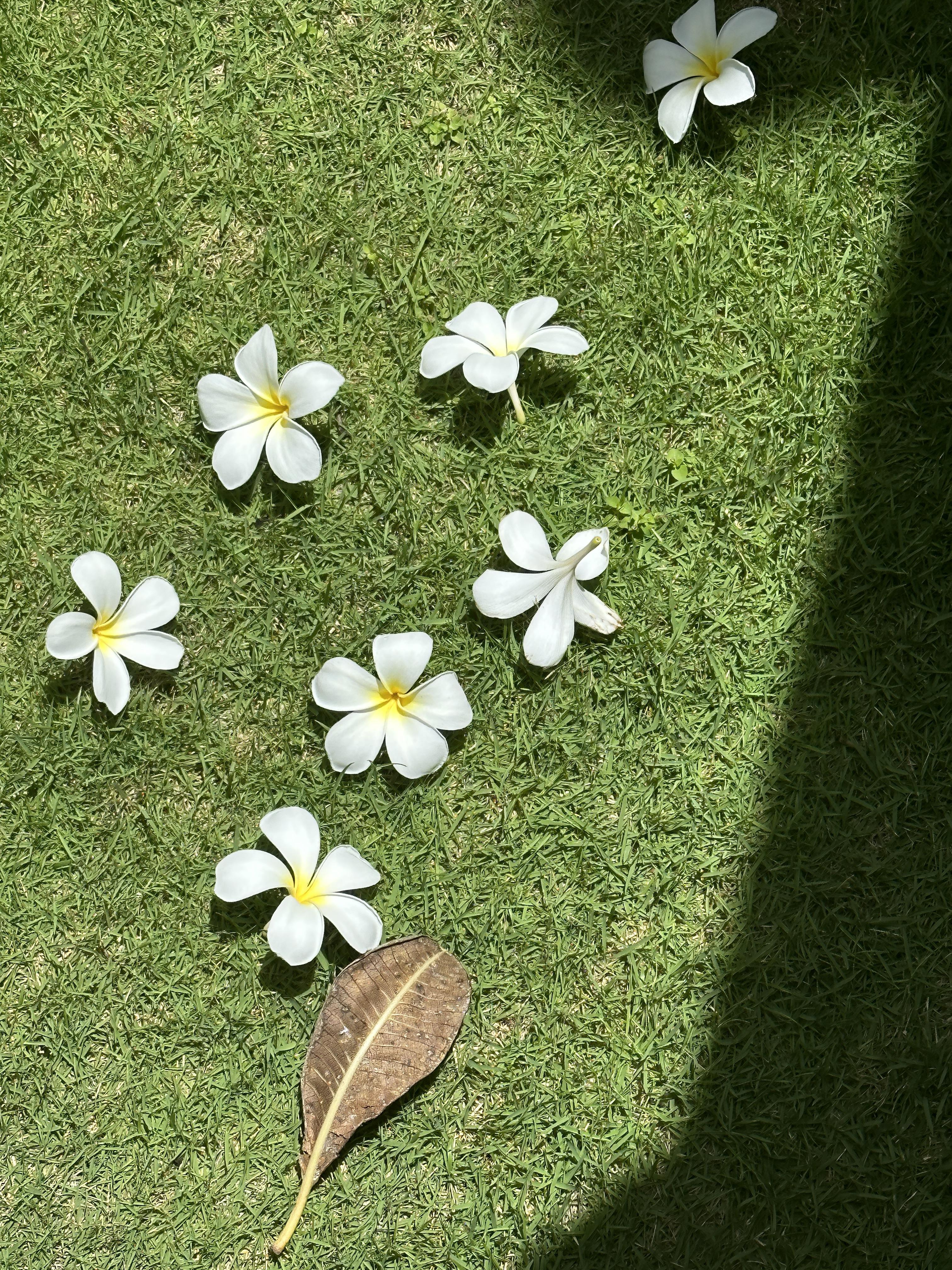 발리