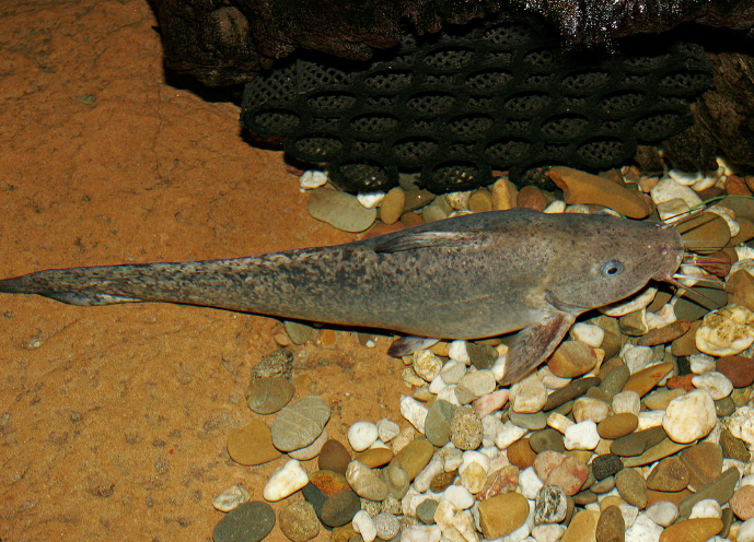 메기의 부드러운 살과 진한 국물