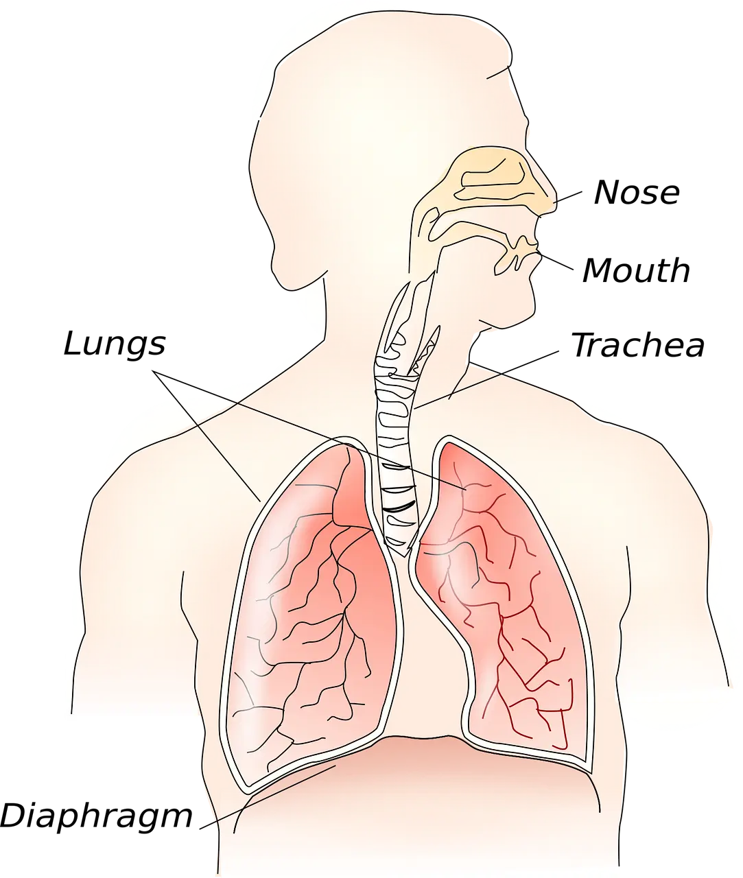 폐기흉의 발생 원인 