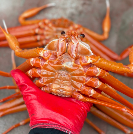홍게 제철 시기 언제 홍게찜 찌는법 손질 먹는 방법 금어기 기간 총정리 2