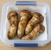 송이버섯 보관방법