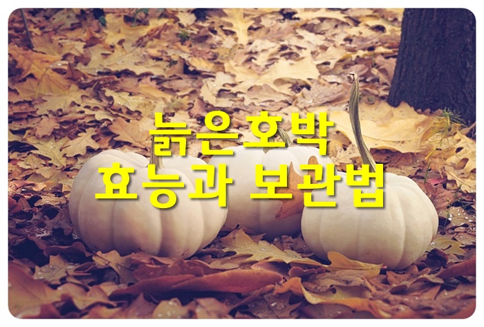 늙은호박 효능과 보관법