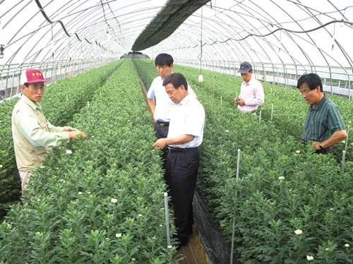 국화 재배 절화용 키우기 생장 조절 개화 유도_7