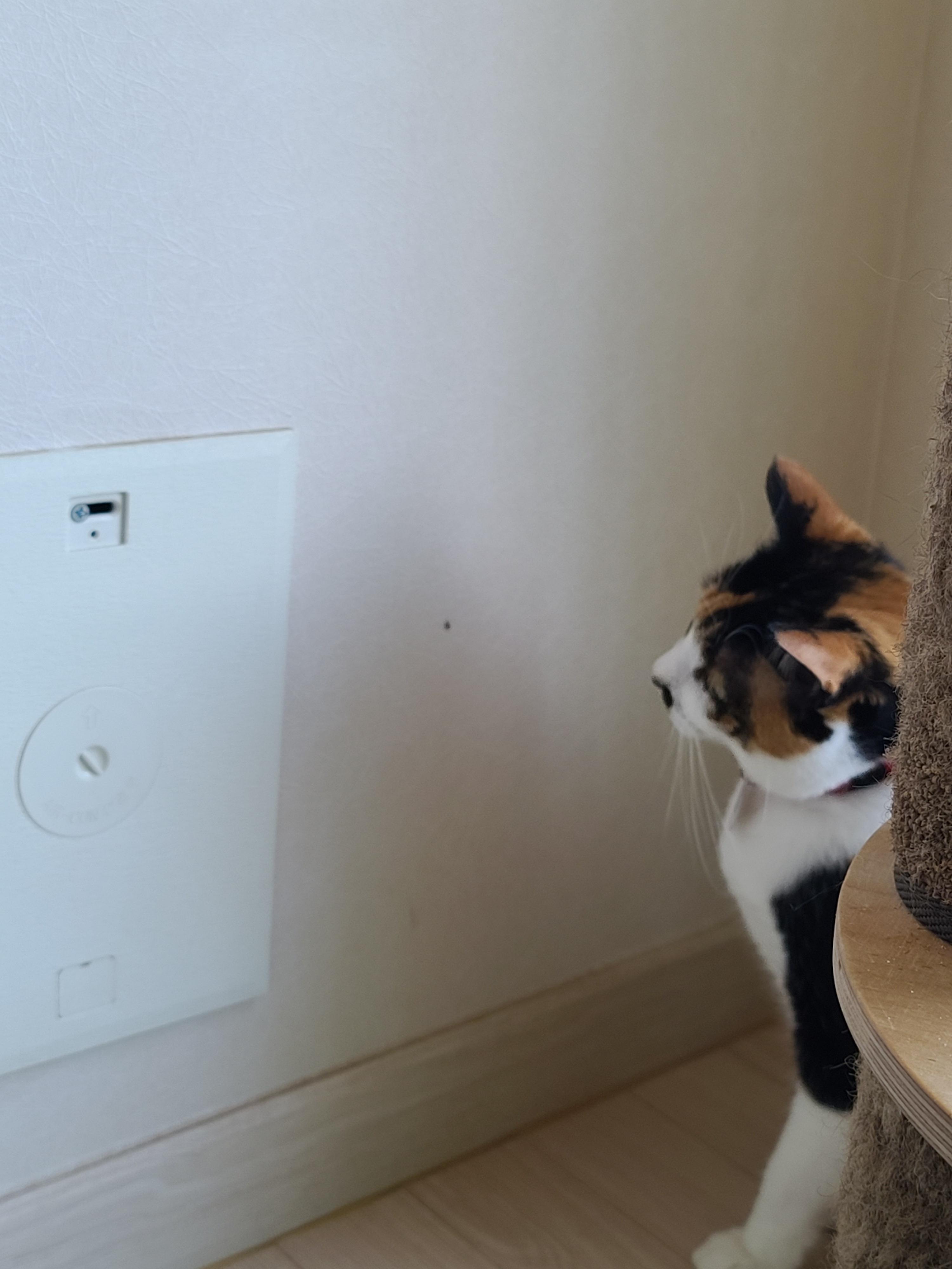 벌레가 나타났다!! 얘두라....그게 최선이니....?(faet.집사 혼자 호들갑)