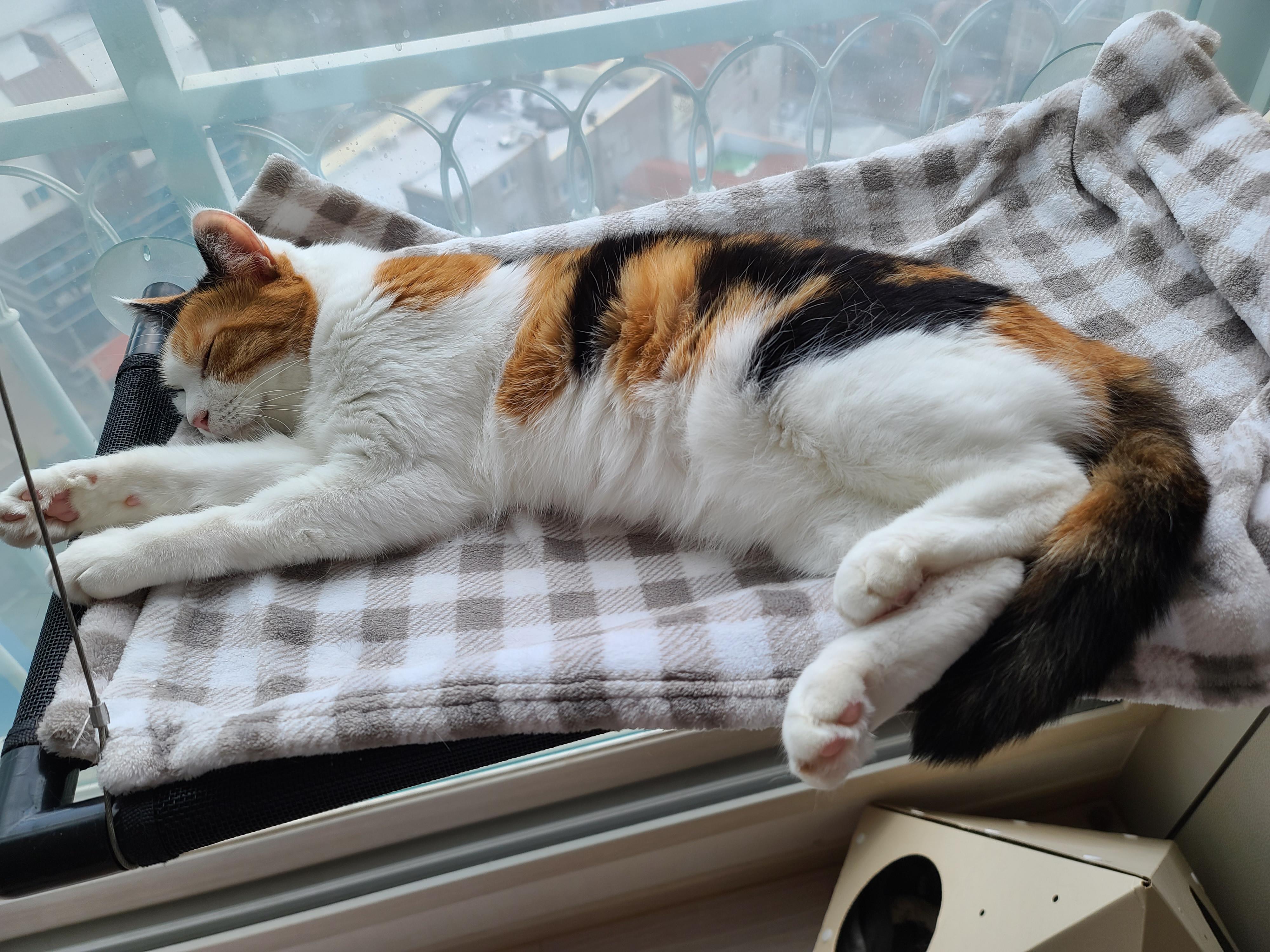 나는야 9마리 껌딱지랑 함께 사는 집사 (feat.블랙푸들 연탄이)