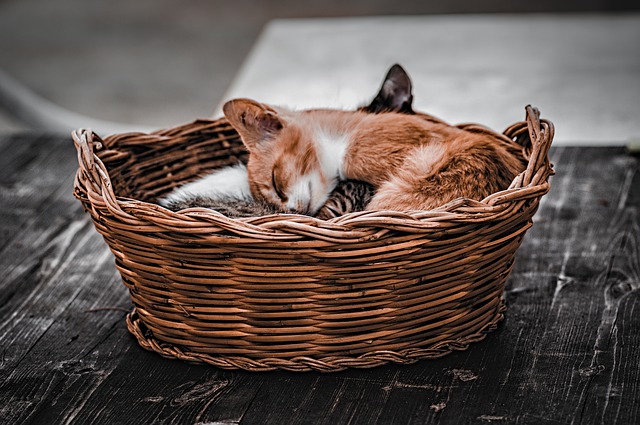 아기고양이