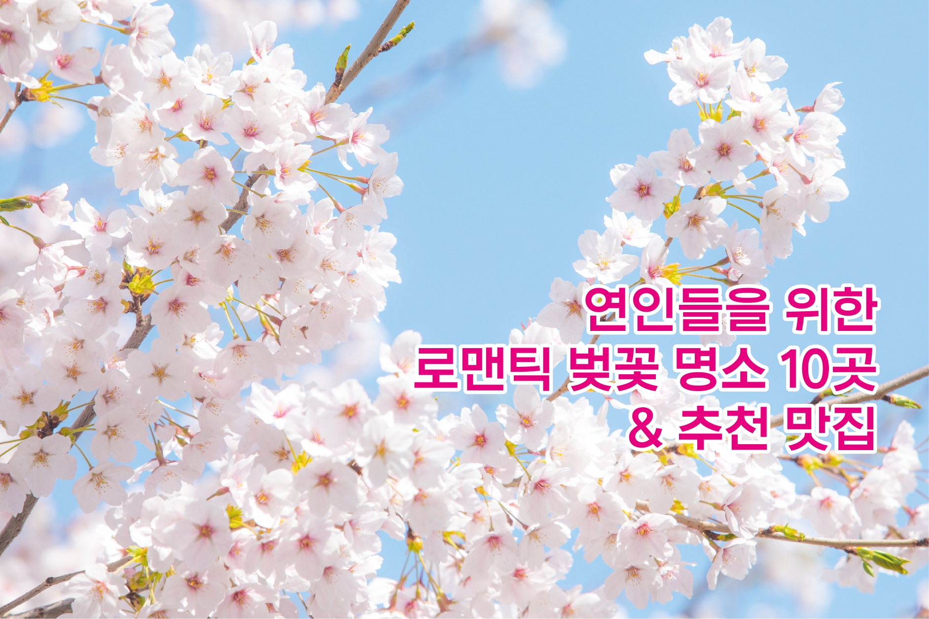 벚꽃명소 , 추천맛집
