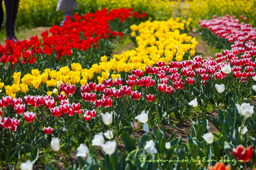 남해-장평지-사진3