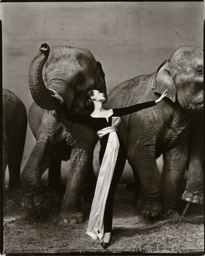Dovima with elephant by Richard Avedon