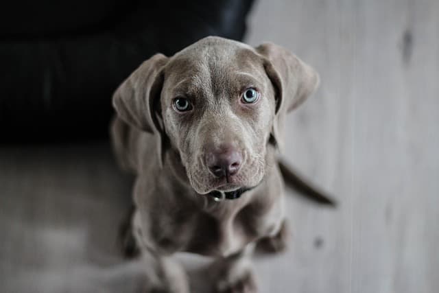 canine atopic dermatitis