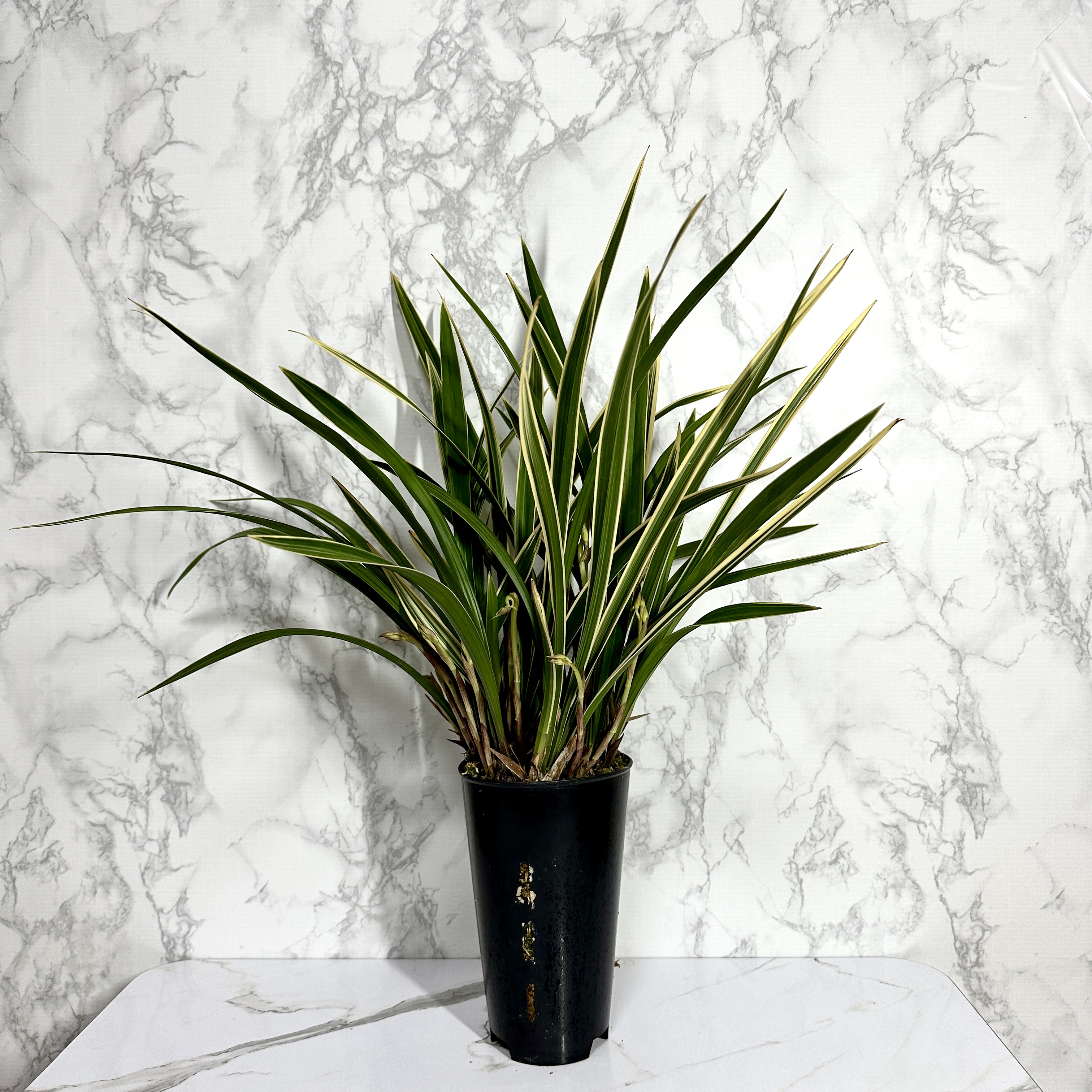 난 물주는 주기 동양란 물주기