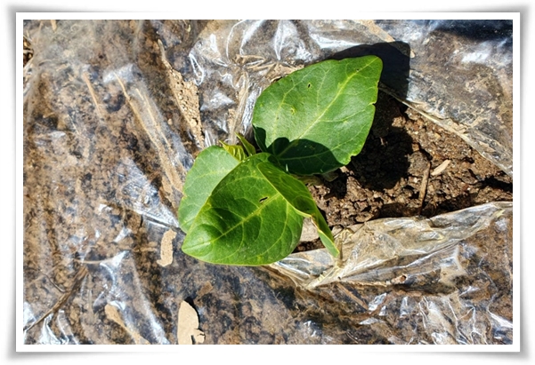 텃밭 "5월, 동부콩 심으세요!" 텃밭의 숨은 보석 알고보면 매력 덩어리!