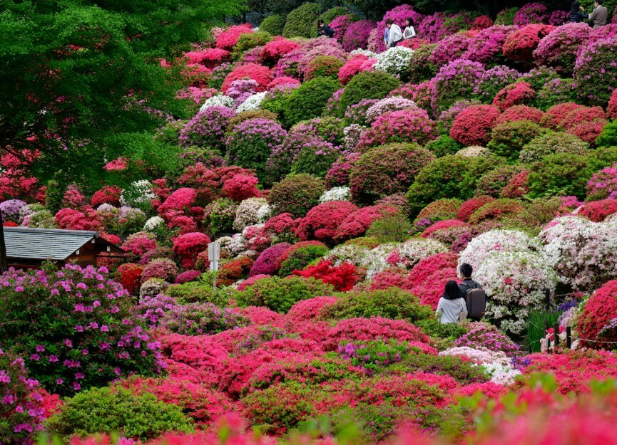 2025 단양 소백산 철쭉제: 봄의 절정을 만나는 시간