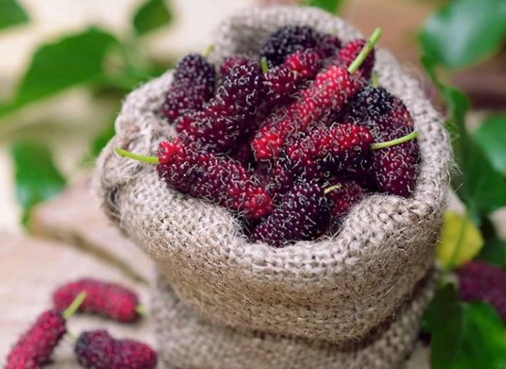 오디 술 담그는법