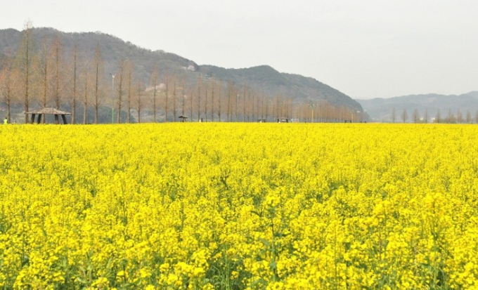 창녕 낙동강 유채축제 완벽 가이드: 대한민국 대표 봄꽃 축제