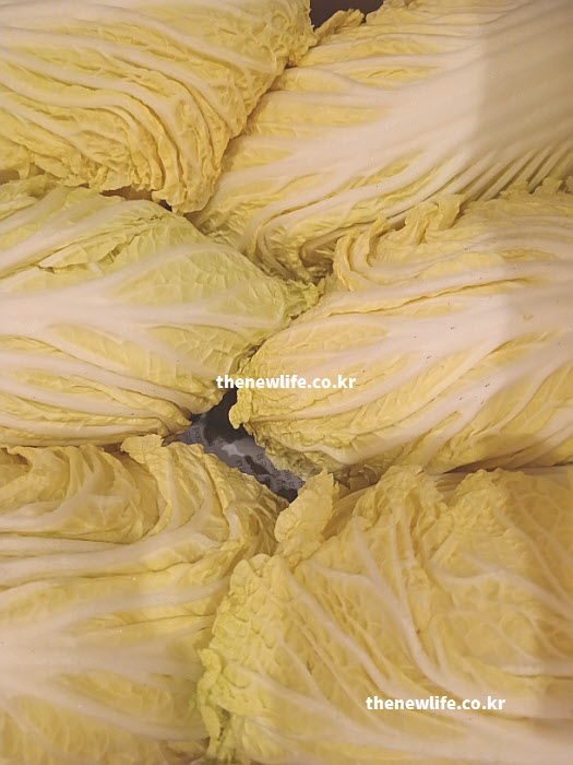 반으로 잘라 속이 꽉 찬 노란 배추의 단면 실물 사진. 비타민 C가 풍부한 부드러운 속잎의 촘촘한 질감