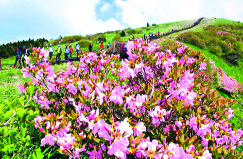 단양 소백산 철쭉제