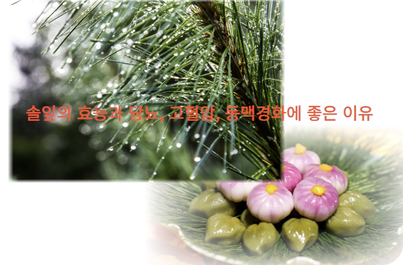 솔잎의 효능과 당뇨, 고혈압, 동맥경화에 좋은 이유