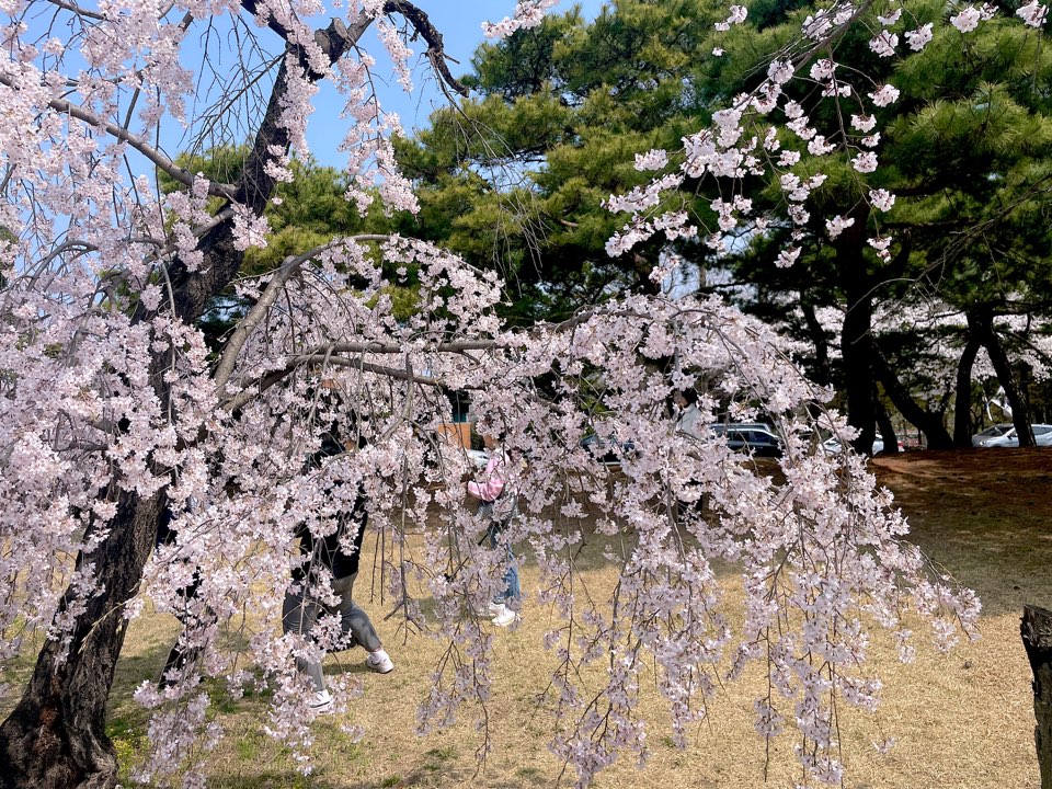 벚꽃