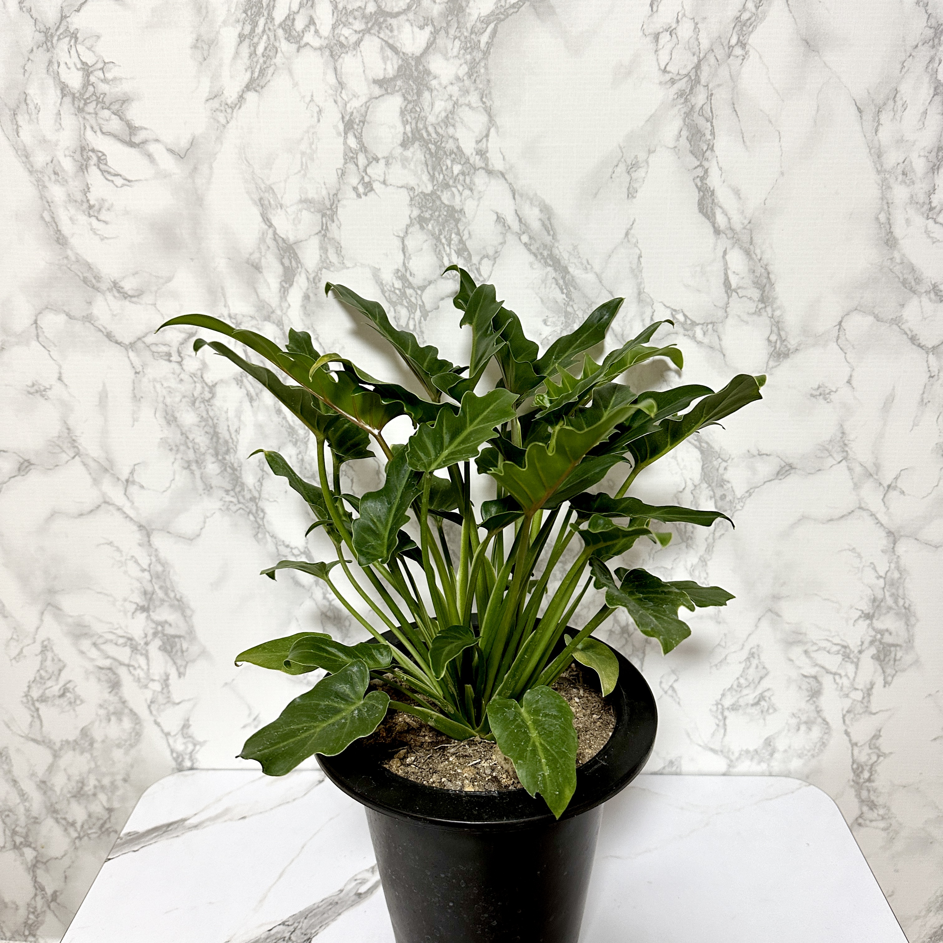 인테리어 식물 셀렘 키우기 공기정화식물