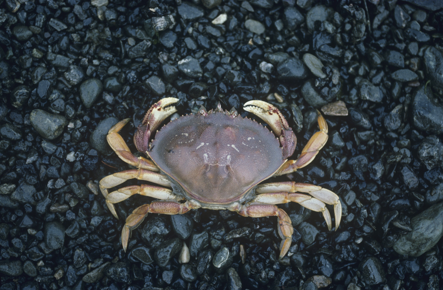 소비자 구매 전략: 싸고 좋은 꽃게 고르는 법
