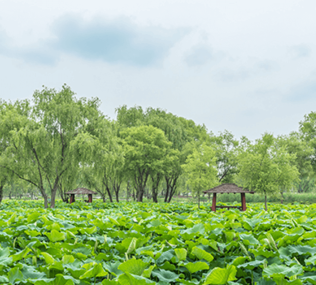 부여 궁남지 연꽃2