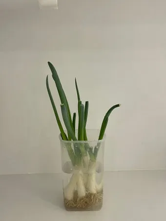 &amp;quot;대파