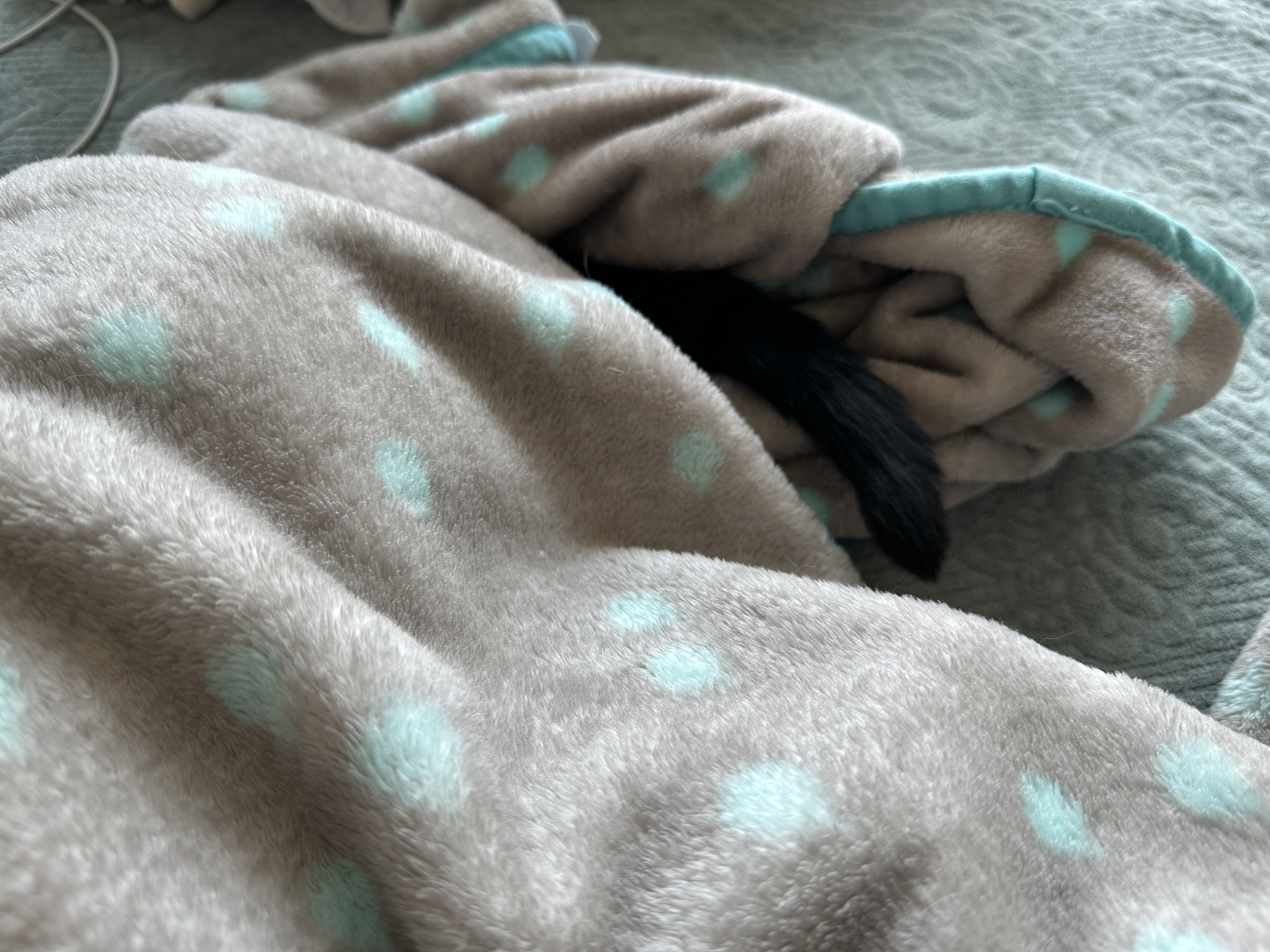 자존심_상한_건이의_신경질적인_꼬리