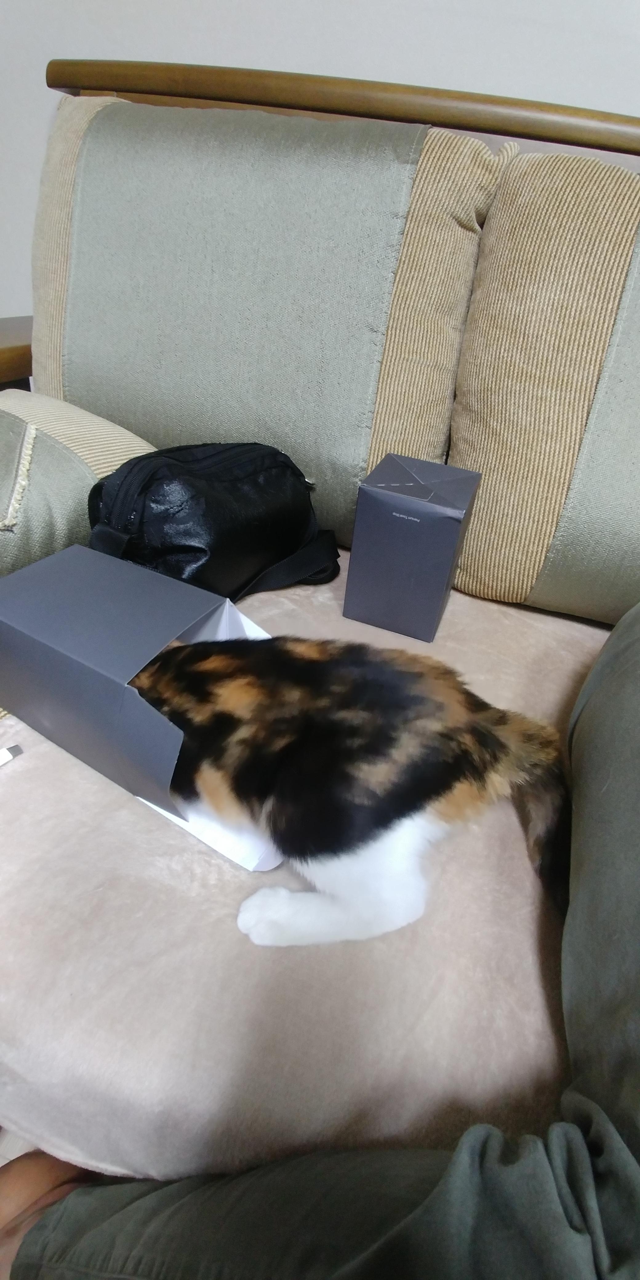 고양이들에게 최고의 장난감은