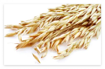 세계 10대 슈퍼푸드 종류와 효능