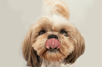 개는 배가 부를까?