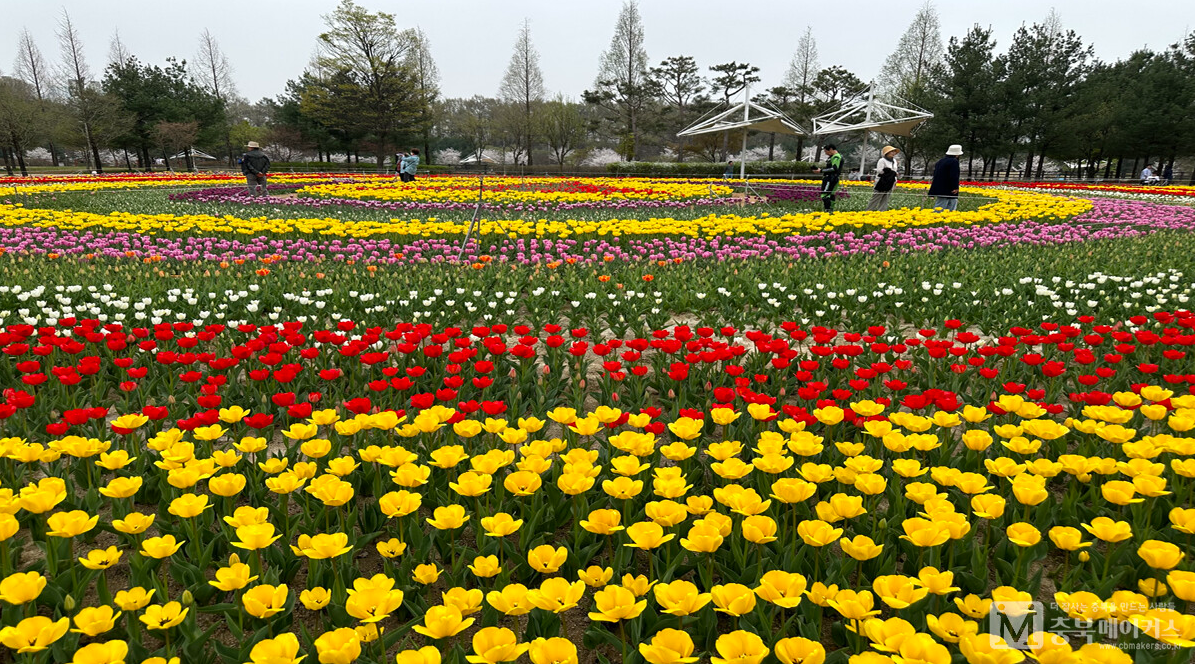 청주-문암생태공원의-튤립