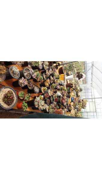 다육이 물주기 환기요령 일조량관리 여름과 겨울 관리법_11