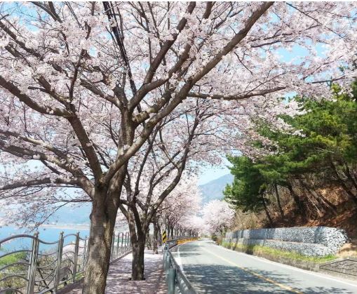 양산 벚꽃 명소