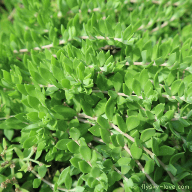 돌나물 고르는 법