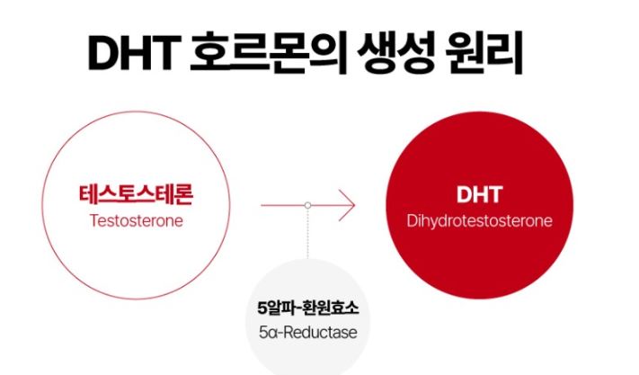 DHT 호르몬의 생성 원리