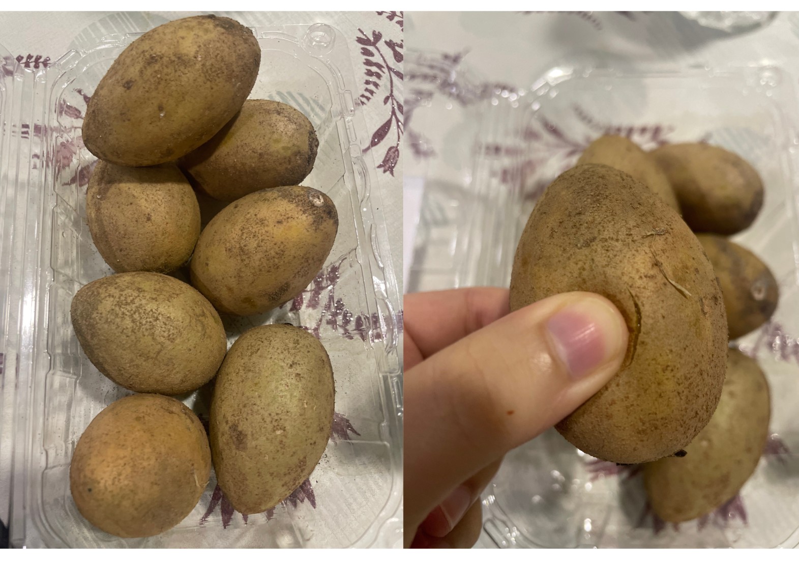 말레이시아에 과일 추천 사포딜라(Sapodilla)