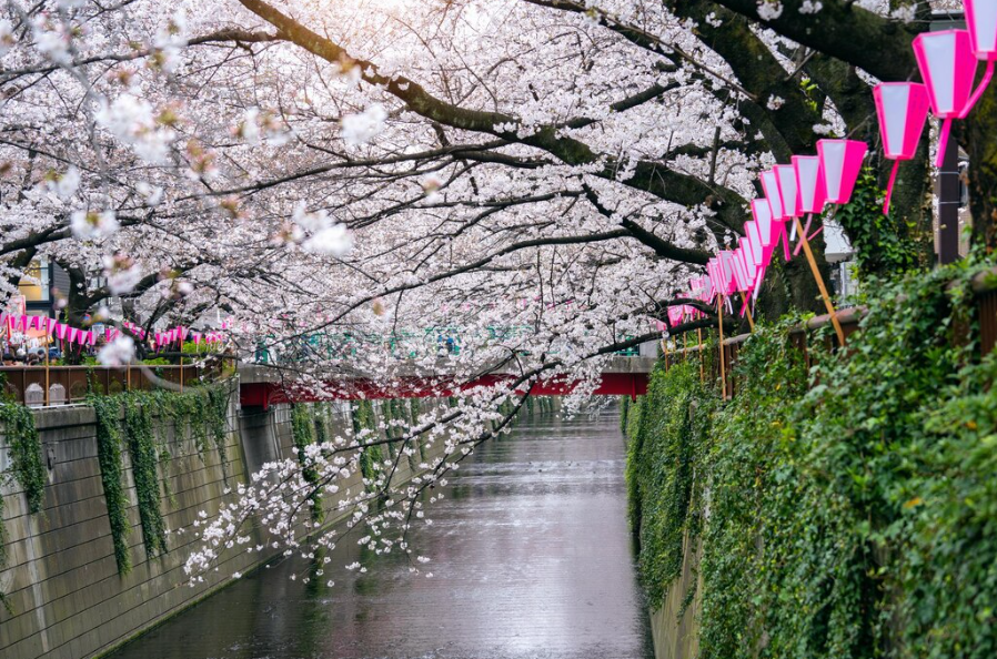 7. 영월 동강 벚꽃길