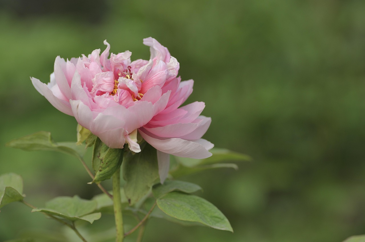 화순 연둔리 둔동마을 작약꽃 숲정이